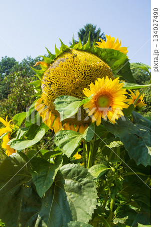 Close-up of a sunflower Close-up of a sunflower 134027490