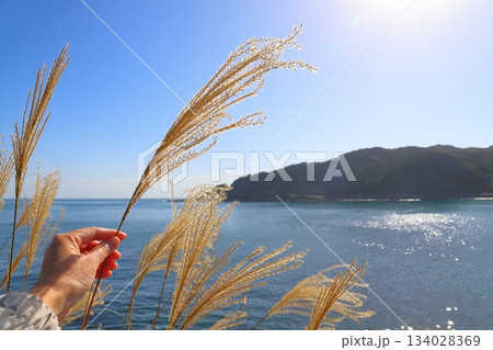 海岸線沿いのすすき 手 太陽光 青空 海 山地 海岸線沿いのすすき 手 太陽光 青空 海 山地 134028369