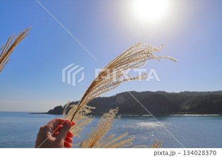 海岸線沿いのすすき 手 太陽 青空 海 山地 海岸線沿いのすすき 手 太陽 青空 海 山地 134028370