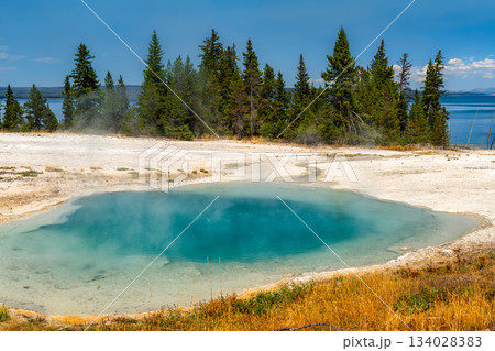 Blue thermal water of Surging Spring sits near Yellowstone Lake in Wyoming, USA. Geothermal pool features white sinter rim and pine trees in UNESCO World Heritage National Park 134028383