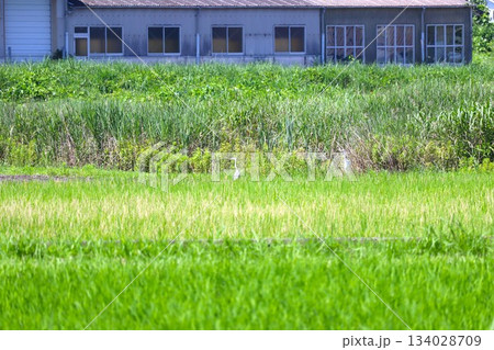 山あいの田園風景 134028709