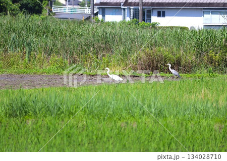 山あいの田園風景 134028710
