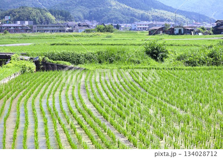 山あいの田園風景 134028712