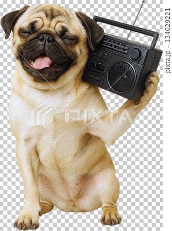 Happy Pug Listening to a Retro Radio 134029221