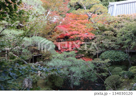 秋はもみじの永観堂　京都禅林寺 134030120