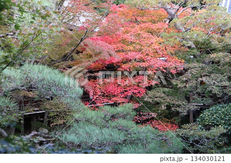 秋はもみじの永観堂 京都禅林寺 秋はもみじの永観堂 京都禅林寺 134030121