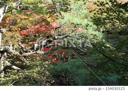 秋はもみじの永観堂　京都禅林寺 134030125