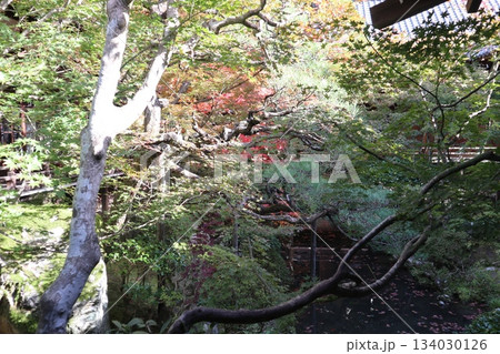 秋はもみじの永観堂 京都禅林寺 秋はもみじの永観堂 京都禅林寺 134030126