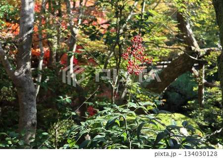 秋はもみじの永観堂 京都禅林寺 秋はもみじの永観堂 京都禅林寺 134030128