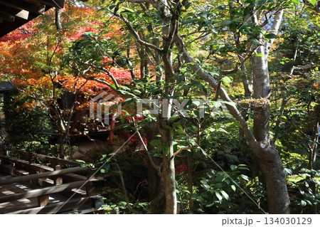 秋はもみじの永観堂　京都禅林寺 134030129