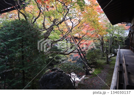秋はもみじの永観堂　京都禅林寺 134030137