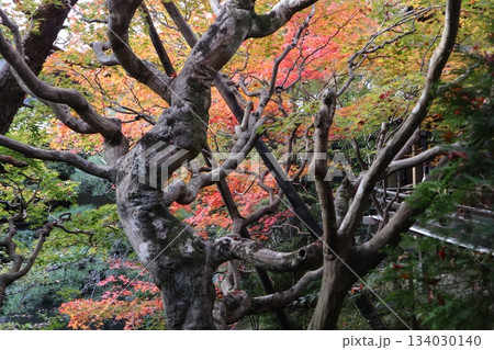 秋はもみじの永観堂 京都禅林寺 秋はもみじの永観堂 京都禅林寺 134030140