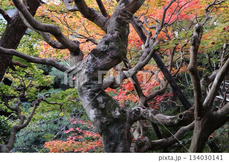 秋はもみじの永観堂 京都禅林寺 秋はもみじの永観堂 京都禅林寺 134030141