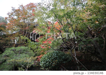 秋はもみじの永観堂　京都禅林寺 134030146