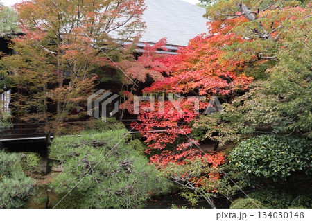 秋はもみじの永観堂　京都禅林寺 134030148