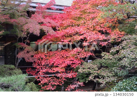 秋はもみじの永観堂 京都禅林寺 秋はもみじの永観堂 京都禅林寺 134030150
