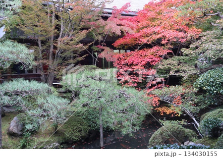 秋はもみじの永観堂　京都禅林寺 134030155