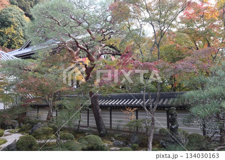 秋はもみじの永観堂　京都禅林寺 134030163
