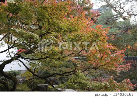 秋はもみじの永観堂 京都禅林寺 秋はもみじの永観堂 京都禅林寺 134030165