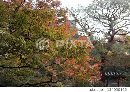 秋はもみじの永観堂 京都禅林寺 秋はもみじの永観堂 京都禅林寺 134030166