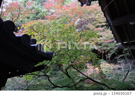 秋はもみじの永観堂　京都禅林寺 134030167