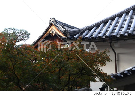 秋はもみじの永観堂　京都禅林寺 134030170