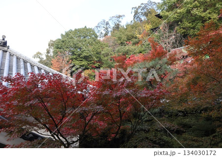 秋はもみじの永観堂 京都禅林寺 秋はもみじの永観堂 京都禅林寺 134030172