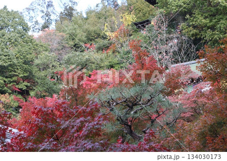 秋はもみじの永観堂 京都禅林寺 秋はもみじの永観堂 京都禅林寺 134030173
