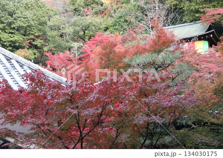 秋はもみじの永観堂　京都禅林寺 134030175