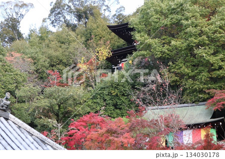 秋はもみじの永観堂 京都禅林寺 秋はもみじの永観堂 京都禅林寺 134030178