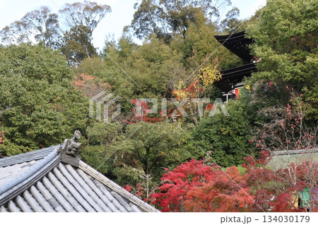 秋はもみじの永観堂 京都禅林寺 秋はもみじの永観堂 京都禅林寺 134030179