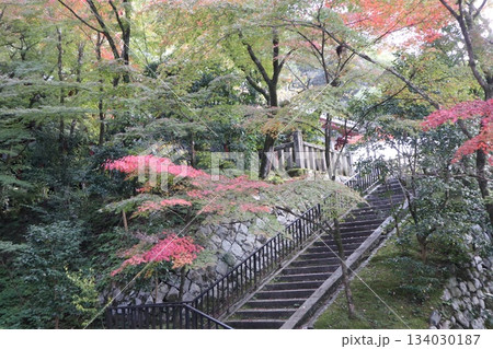 秋はもみじの永観堂　京都禅林寺 134030187