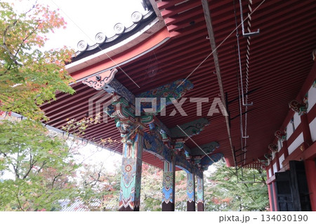 秋はもみじの永観堂　京都禅林寺 134030190
