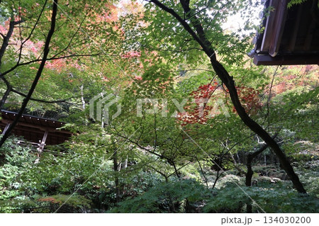 秋はもみじの永観堂 京都禅林寺 秋はもみじの永観堂 京都禅林寺 134030200