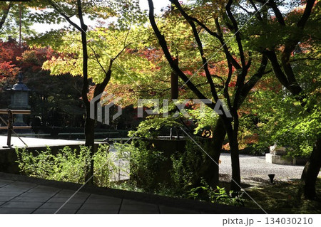 秋はもみじの永観堂　京都禅林寺 134030210