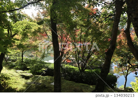 秋はもみじの永観堂　京都禅林寺 134030213