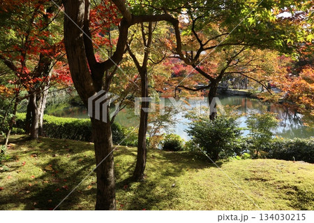 秋はもみじの永観堂 京都禅林寺 秋はもみじの永観堂 京都禅林寺 134030215