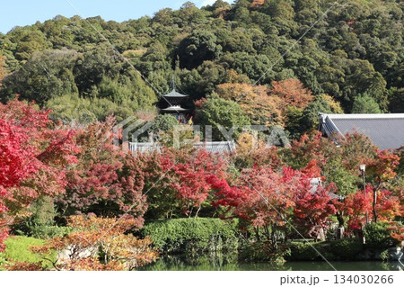 秋はもみじの永観堂 京都禅林寺 秋はもみじの永観堂 京都禅林寺 134030266