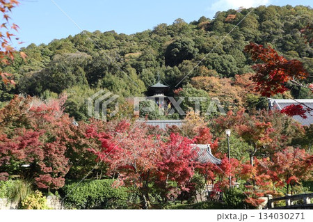 秋はもみじの永観堂 京都禅林寺 秋はもみじの永観堂 京都禅林寺 134030271