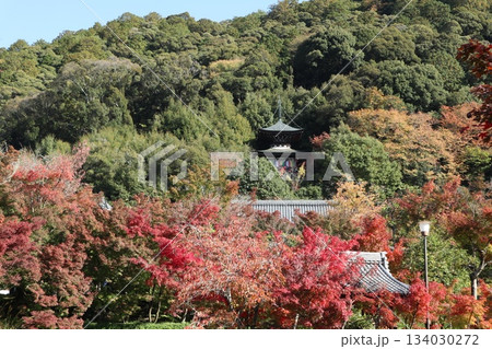 秋はもみじの永観堂 京都禅林寺 秋はもみじの永観堂 京都禅林寺 134030272