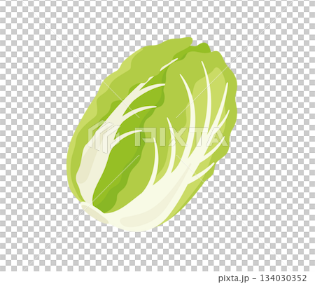 白菜,フラットイラスト 134030352