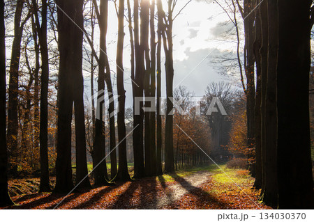 Forest landscape in Doetinchem, the Netherlands. 134030370