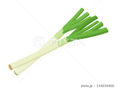 ねぎ,フラットイラスト 134030400