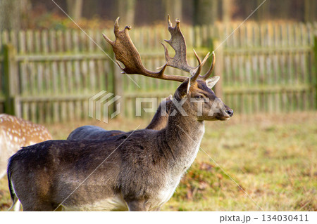 Male fallow deer, standing alert and carefully observing what will happen. 134030411