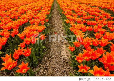Bulb fields with tulips in Burgervlotbrug Bulb fields with tulips in Burgervlotbrug 134030482