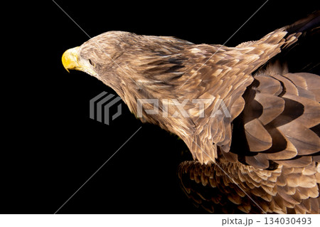 Confident and victorious white-tailed eagle. 134030493