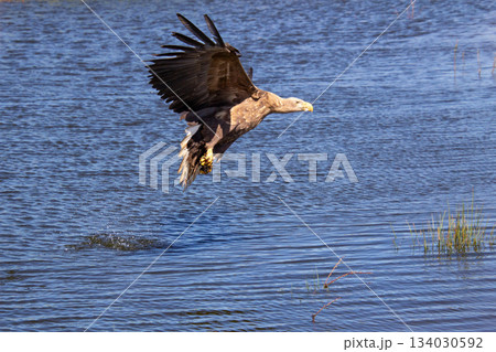 White-tailed eagle flies with its prey towards the shoreline. 134030592