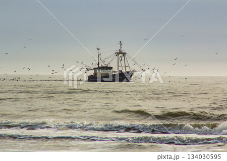 Seascape at the North-Sea where a fishing boat is being chased by seagulls 134030595