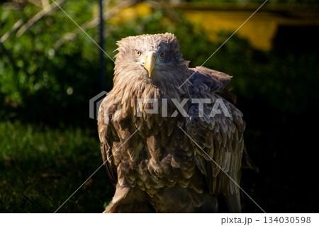 White-tailed eagle looking at the camera. 134030598