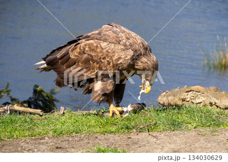 White tailed eagle eating its prey. 134030629